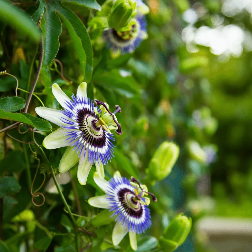 Passionflower