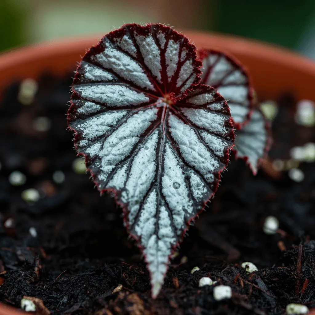 Begonia Propagation