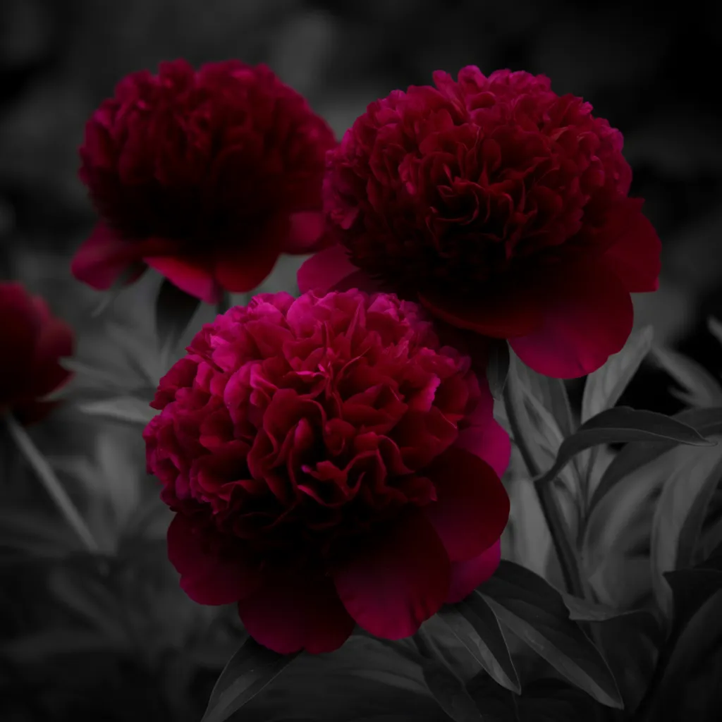 Karl Rosenfield Peony