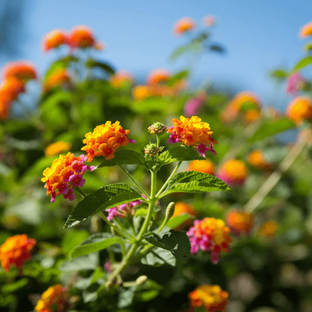 Lantanas Garden